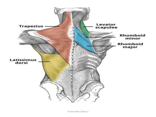 Scapular region | PPT