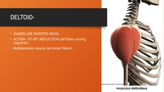 Inverted Delta Part Comprehensive Overview of the Scapular Region and Shoulder Muscles | PPTX