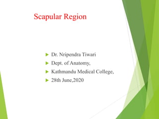 Scapular Region
 Dr. Nripendra Tiwari
 Dept. of Anatomy,
 Kathmandu Medical College,
 28th June,2020
 