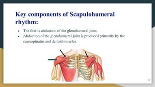 Key components of Scapulohumeral
rhythm:
● The first is abduction of the glenohumeral joint.
● Abduction of the glenohumeral joint is produced primarily by the
supraspinatus and deltoid muscles.
11
 