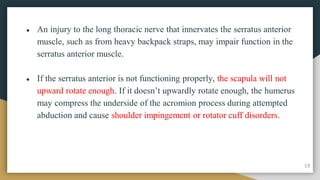 ● An injury to the long thoracic nerve that innervates the serratus anterior
muscle, such as from heavy backpack straps, may impair function in the
serratus anterior muscle.
● If the serratus anterior is not functioning properly, the scapula will not
upward rotate enough. If it doesn’t upwardly rotate enough, the humerus
may compress the underside of the acromion process during attempted
abduction and cause shoulder impingement or rotator cuff disorders.
13
 