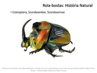 Rola-bostas: História Natural
Besouros rola-bosta como Bioindicadores: estudos de caso e perspectivas na era da crise da b...