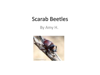 Scarab Beetles By Amy H. 