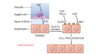 Scar Process Presentation on Scar Formation in the process of wound healing | PPTX