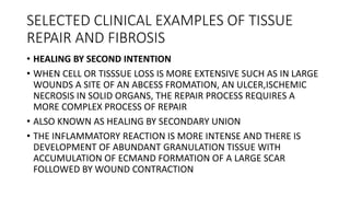 SELECTED CLINICAL EXAMPLES OF TISSUE
REPAIR AND FIBROSIS
• HEALING BY SECOND INTENTION
• WHEN CELL OR TISSSUE LOSS IS MORE EXTENSIVE SUCH AS IN LARGE
WOUNDS A SITE OF AN ABCESS FROMATION, AN ULCER,ISCHEMIC
NECROSIS IN SOLID ORGANS, THE REPAIR PROCESS REQUIRES A
MORE COMPLEX PROCESS OF REPAIR
• ALSO KNOWN AS HEALING BY SECONDARY UNION
• THE INFLAMMATORY REACTION IS MORE INTENSE AND THERE IS
DEVELOPMENT OF ABUNDANT GRANULATION TISSUE WITH
ACCUMULATION OF ECMAND FORMATION OF A LARGE SCAR
FOLLOWED BY WOUND CONTRACTION
 