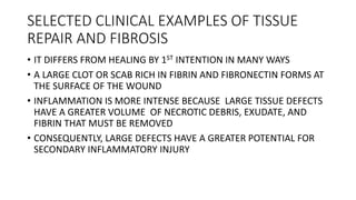 SELECTED CLINICAL EXAMPLES OF TISSUE
REPAIR AND FIBROSIS
• IT DIFFERS FROM HEALING BY 1ST INTENTION IN MANY WAYS
• A LARGE CLOT OR SCAB RICH IN FIBRIN AND FIBRONECTIN FORMS AT
THE SURFACE OF THE WOUND
• INFLAMMATION IS MORE INTENSE BECAUSE LARGE TISSUE DEFECTS
HAVE A GREATER VOLUME OF NECROTIC DEBRIS, EXUDATE, AND
FIBRIN THAT MUST BE REMOVED
• CONSEQUENTLY, LARGE DEFECTS HAVE A GREATER POTENTIAL FOR
SECONDARY INFLAMMATORY INJURY
 