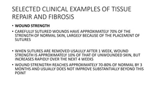 SELECTED CLINICAL EXAMPLES OF TISSUE
REPAIR AND FIBROSIS
• WOUND STRENGTH
• CAREFULLY SUTURED WOUNDS HAVE APPROXIMATELY 70% OF THE
STRENGTH OF NORMAL SKIN, LARGELY BECAUSE OF THE PLACEMENT OF
SUTURES
• WHEN SUTURES ARE REMOVED USAULLY AFTER 1 WEEK, WOUND
STRENGTH IS APPROXIMATELY 10% OF THAT OF UNWOUNDED SKIN, BUT
INCREASES RAPIDLY OVER THE NEXT 4 WEEKS
• WOUND STRENGTRH REACHES APPROXIMATELY 70-80% OF NORMAL BY 3
MONTHS AND USUALLY DOES NOT IMPROVE SUBSTANTIALLY BEYOND THIS
POINT
 