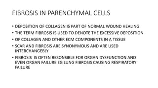 FIBROSIS IN PARENCHYMAL CELLS
• DEPOSITION OF COLLAGEN IS PART OF NORMAL WOUND HEALING
• THE TERM FIBROSIS IS USED TO DENOTE THE EXCESSIVE DEPOSITION
• OF COLLAGEN AND OTHER ECM COMPONENTS IN A TISSUE
• SCAR AND FIBROSIS ARE SYNONYMOUS AND ARE USED
INTERCHANGEBLY
• FIBROSIS IS OFTEN RESONSIBLE FOR ORGAN DYSFUNCTION AND
EVEN ORGAN FAILURE EG LUNG FIBROSIS CAUSING RESPIRATORY
FAILURE
 