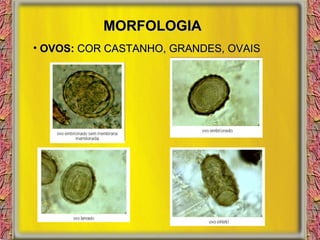 MORFOLOGIA OVOS:  COR CASTANHO, GRANDES, OVAIS 