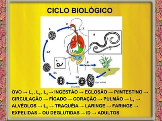 CICLO BIOLÓGICO OVO -> L 1  , L 2  , L 3  -> INGESTÃO -> ECLOSÃO -> P/INTESTINO -> CIRCULAÇÃO -> FÍGADO   -> CORAÇÃO -> PULMÃO -> L 4  -> ALVÉOLOS -> L 5  -> TRAQUÉIA   -> LARINGE -> FARINGE -> EXPELIDAS – OU DEGLUTIDAS   -> ID -> ADULTOS 