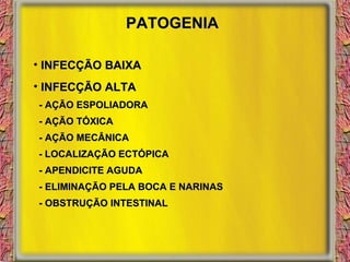 PATOGENIA INFECÇÃO BAIXA INFECÇÃO ALTA - AÇÃO ESPOLIADORA - AÇÃO TÓXICA - AÇÃO MECÂNICA - LOCALIZAÇÃO ECTÓPICA - APENDICITE AGUDA - ELIMINAÇÃO PELA BOCA E NARINAS - OBSTRUÇÃO INTESTINAL 