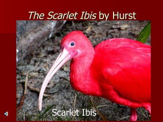 The Scarlet Ibis  by Hurst Scarlet Ibis 
