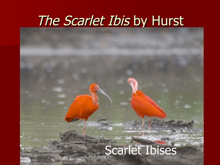 The scarlet ibis essay