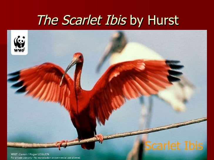 the scarlet ibis symbolism essay