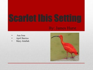 Scarlet Ibis Setting 
By: James Hurst 
• Ana Josa 
• April Barrios 
• Mary Attallah 
 