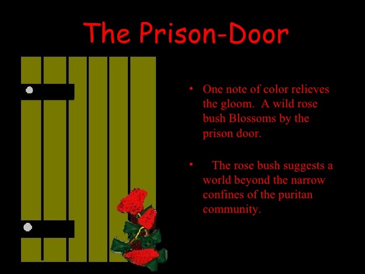 the scarlet letter rose bush the best letter rose bush in the scarlet letter