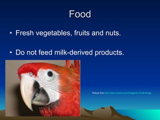 Food Fresh vegetables, fruits and nuts. Do not feed milk-derived products.  Picture from  http://www.avesint.com/images/sm10-26-04.jpg 