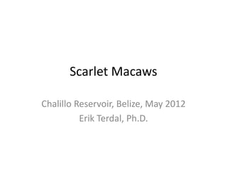 Scarlet Macaws

Chalillo Reservoir, Belize, May 2012
          Erik Terdal, Ph.D.
 