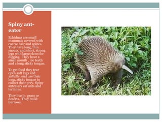 Scary animals | PPT