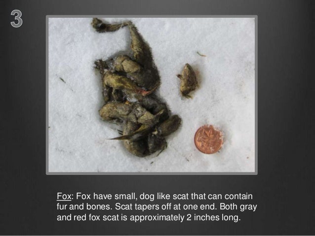 bobcat scat bobcat scat