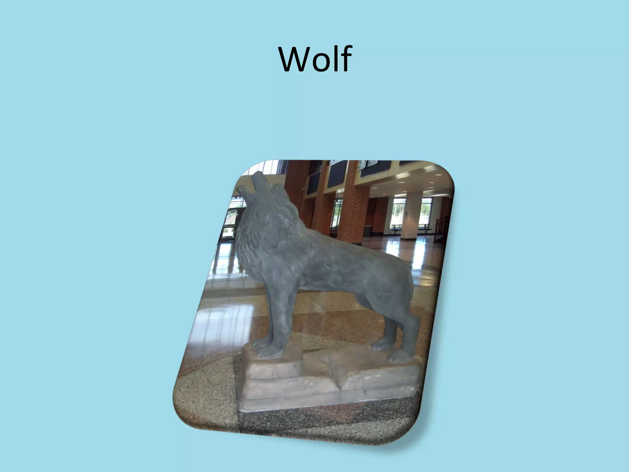 Wolf 