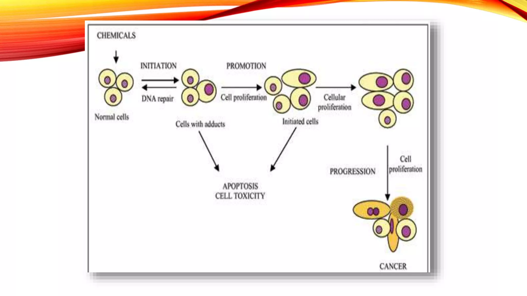 SQUAMOUS CELL CARCINOMA ORAL CANCER PPT PPT SQUAMOUS CELL CARCINOMA ORAL CANCER PPT PPT