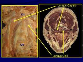Longus CapitisC1C6Longus Colli