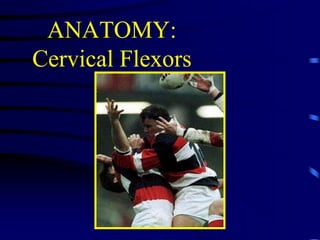 ANATOMY:Cervical Flexors