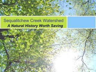 Sequalitchew Creek Watershed A Natural History Worth Saving 