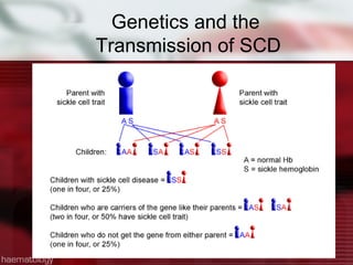 Sickle Cell Disease Teaching Presentation | PPT