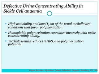 Defective Urine Concentrating Ability in Sickle Cell anaemia  High osmolality and low O 2  sat of the renal medulla are conditions that favor polymerization. Hemoglobin polymerization correlates inversely with urine concentrating ability. a-Thalassemia reduces %HbS, and polymerization potential . Gupta, Kirchner, Nicholson, Adams, Schechter, Noguchi, Steinberg, JCI 1991 