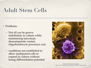 Adult Stem Cells Problems: Not all can be grown indefinitely in culture while maintaining karyotype (hematopoietic cannot, oligodendrocyte precursor can) conditions not established to allow multipotent cells to expand in culture without losing differentiation potential Adult stem cell from bone marrow (http://www.rochester.edu/pr/Review/V69N1/feature1.html) 