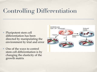 Controlling Differentiation Pluripotent stem cell differentiation has been directed by manipulating the environment by trial and error One of the ways to control stem cell differentiation is by changing the elasticity of the growth matrix 