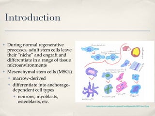 Introduction During normal regenerative processes, adult stem cells leave their “niche” and engraft and differentiate in a range of tissue microenvironments Mesenchymal stem cells (MSCs) marrow-derived differentiate into anchorage-dependent cell types neurons, myoblasts, osteoblasts, etc. http://www.umdnj.edu/gsbsnweb/stemcell/scofthemonth/2007/msc/1.jpg 