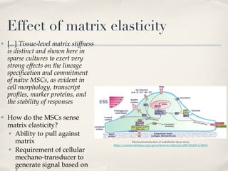 Effect of matrix elasticity [...]  Tissue-level matrix stiffness is distinct and shown here in sparse cultures to exert very strong effects on the lineage specification and commitment of naïve MSCs, as evident in cell morphology, transcript profiles, marker proteins, and the stability of responses How do the MSCs sense matrix elasticity? Ability to pull against matrix  Requirement of cellular mechano-transducer to generate signal based on force Mechanotransduction of endothelial shear stress ( http://content.onlinejacc.org/cgi/content-nw/full/j.jacc.2007.02.059v1/FIG4 ) 