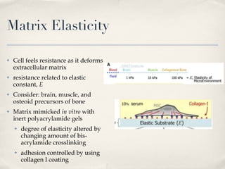 Matrix Elasticity Cell feels resistance as it deforms extracellular matrix resistance related to elastic constant,  E Consider: brain, muscle, and osteoid precursors of bone Matrix mimicked  in vitro  with inert polyacrylamide gels degree of elasticity altered by changing amount of bis-acrylamide crosslinking adhesion controlled by using collagen I coating 