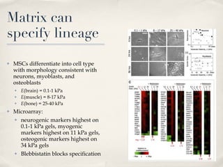 Matrix can specify lineage MSCs differentiate into cell type with morphology consistent with neurons, myoblasts, and osteoblasts E (brain) = 0.1-1 kPa E (muscle) = 8-17 kPa E (bone) = 25-40 kPa Microarray: neurogenic markers highest on 0.1-1 kPa gels, myogenic markers highest on 11 kPa gels, osteogenic markers highest on 34 kPa gels Blebbistatin blocks specification 