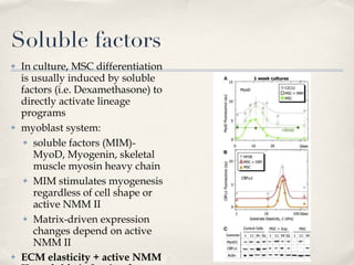 Soluble factors In culture, MSC differentiation is usually induced by soluble factors (i.e. Dexamethasone) to directly activate lineage programs myoblast system:  soluble factors (MIM)- MyoD, Myogenin, skeletal muscle myosin heavy chain MIM stimulates myogenesis regardless of cell shape or active NMM II  Matrix-driven expression changes depend on active NMM II ECM elasticity + active NMM II + soluble induction factors = more complete myogenesis 