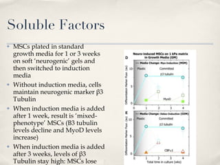 Soluble Factors MSCs plated in standard growth media for 1 or 3 weeks on soft ‘neurogenic’ gels and then switched to induction media Without induction media, cells maintain neurogenic marker  β3 Tubulin When induction media is added after 1 week, result is ‘mixed-phenotype’ MSCs (B3 tubulin levels decline and MyoD levels increase) When induction media is added after 3 weeks, levels of β3 Tubulin stay high: MSCs lose their plasticity 