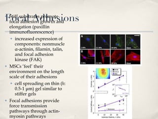 Focal Adhesions Stiff substrates promote focal adhesion growth and elongation (paxillin immunofluorescence) increased expression of components: nonmuscle α-actinin, filamin, talin, and focal adhesion kinase (FAK) MSCs ‘feel’ their environment on the length scale of their adhesions cell spreading on thin ( h : 0.5-1 μm) gel similar to stiffer gels Focal adhesions provide force transmission pathways through actin-myosin pathways cellular prestress  σ  (pulling by cells) balances traction stress  τ  (exerted on gel by cell) 