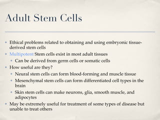 Adult Stem Cells Ethical problems related to obtaining and using embryonic tissue-derived stem cells Multipotent  Stem cells exist in most adult tissues Can be derived from germ cells or somatic cells How useful are they? Neural stem cells can form blood-forming and muscle tissue Mesenchymal stem cells can form differentiated cell types in the brain Skin stem cells can make neurons, glia, smooth muscle, and adipocytes May be extremely useful for treatment of some types of disease but unable to treat others 