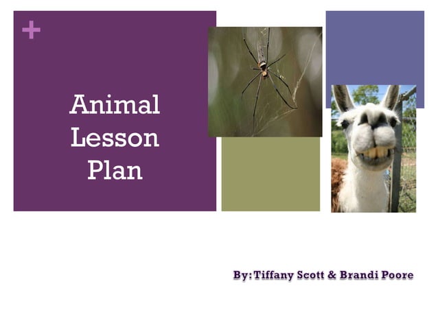 3rd Grade Animal Lesson Plan | PPT | Food & Drink