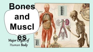 Bones
and
Muscl
es
Major Organ of
Human Body
 