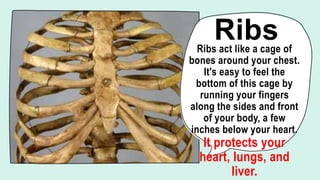 SCIENCE 4.BONES AND MUSCLES.pptx