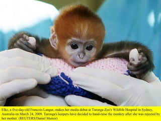 Elke, a five-day-old Francois Langur, makes her media debut at Taronga Zoo's Wildlife Hospital in Sydney, Australia on March 24, 2009. Taronga's keepers have decided to hand-raise the monkey after she was rejected by her mother. (REUTERS/Daniel Munoz)  
