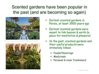 Scented gardens have been popular in
the past (and are becoming so again)
 Earliest scented gardens in
Persia, at least 3500 years ago
 Earliest scented gardens were
meant to link heaven & earth (a
place for meditation & pleasure)
 In the past, scented gardens and
their useful products were
intimately linked:
 Foods/flavorings
 Medicinals
 Personal & room ‘fresheners’
© Project SOUND
https://www.flickr.com/photos/130819462@N04/23420440283
 