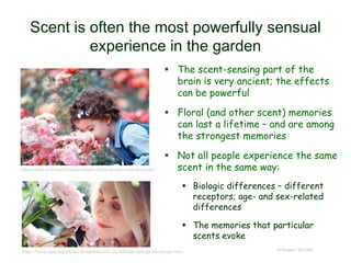 Scent is often the most powerfully sensual
experience in the garden
 The scent-sensing part of the
brain is very ancient; the effects
can be powerful
 Floral (and other scent) memories
can last a lifetime – and are among
the strongest memories
 Not all people experience the same
scent in the same way:
 Biologic differences – different
receptors; age- and sex-related
differences
 The memories that particular
scents evoke
© Project SOUND
https://www.workingmomsagainstguilt.com/stop-and-smell-the-roses/
https://travel.aarp.org/articles-tips/articles/info-2018/flower-and-garden-shows.html
 