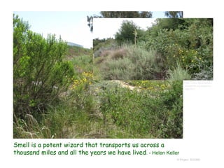 © Project SOUND
Smell is a potent wizard that transports us across a
thousand miles and all the years we have lived. - Helen Keller
http://www.sepulvedaba
sinwildlife.org/vegeman
age.html
 