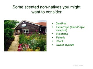 Some scented non-natives you might
want to consider
 Dianthus
 Heliotrope (Blue/Purple
varieties)
 Nicotiana
 Petunia
 Stock
 Sweet alyssum
© Project SOUND
 