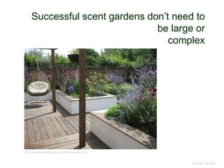 Successful scent gardens don’t need to
be large or
complex
© Project SOUND
http://www.wendystokes.com/garden-sensory.php
 